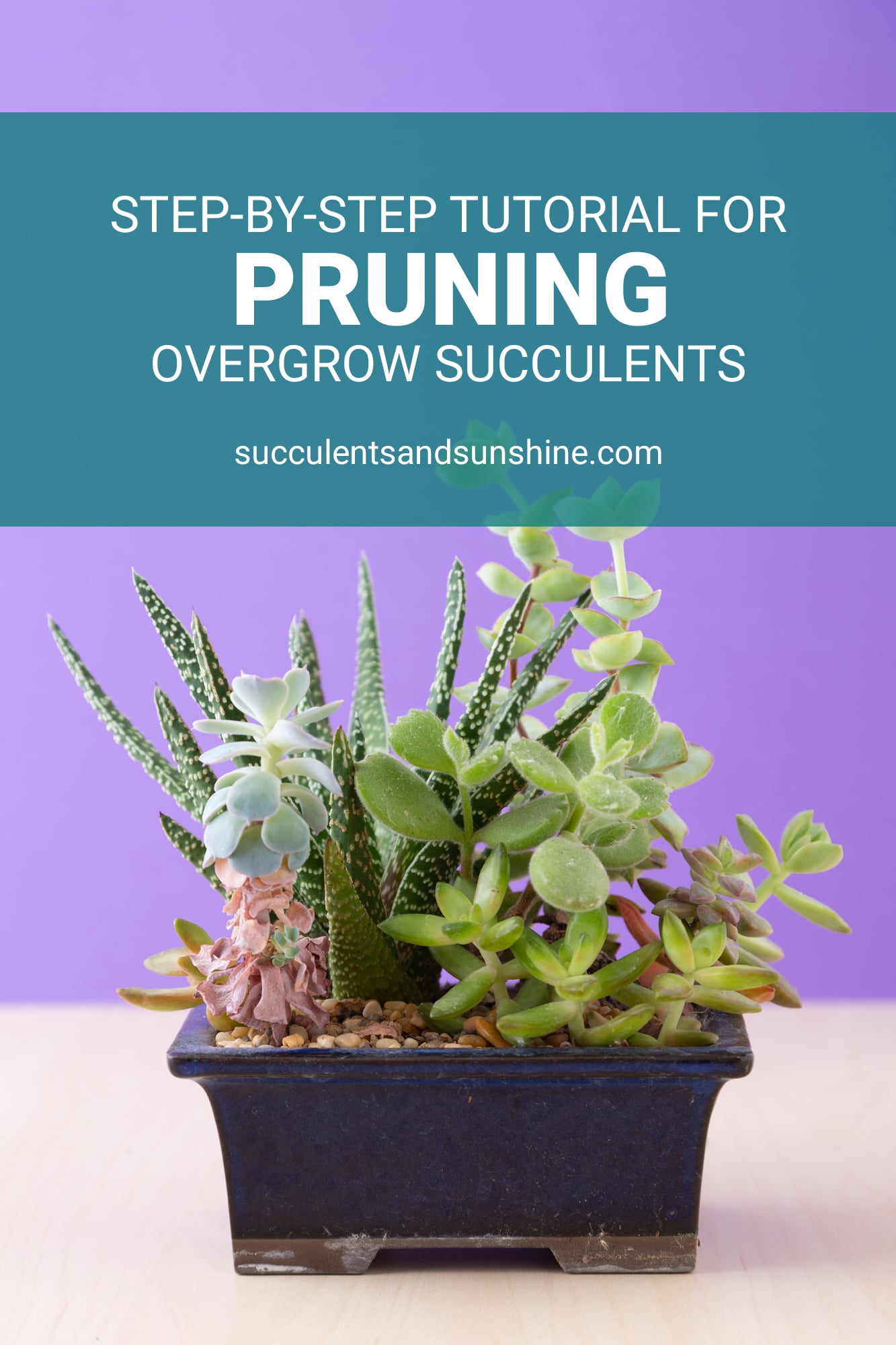 Pruning and Maintaining a Succulent Arrangement Succulents and Sunshine