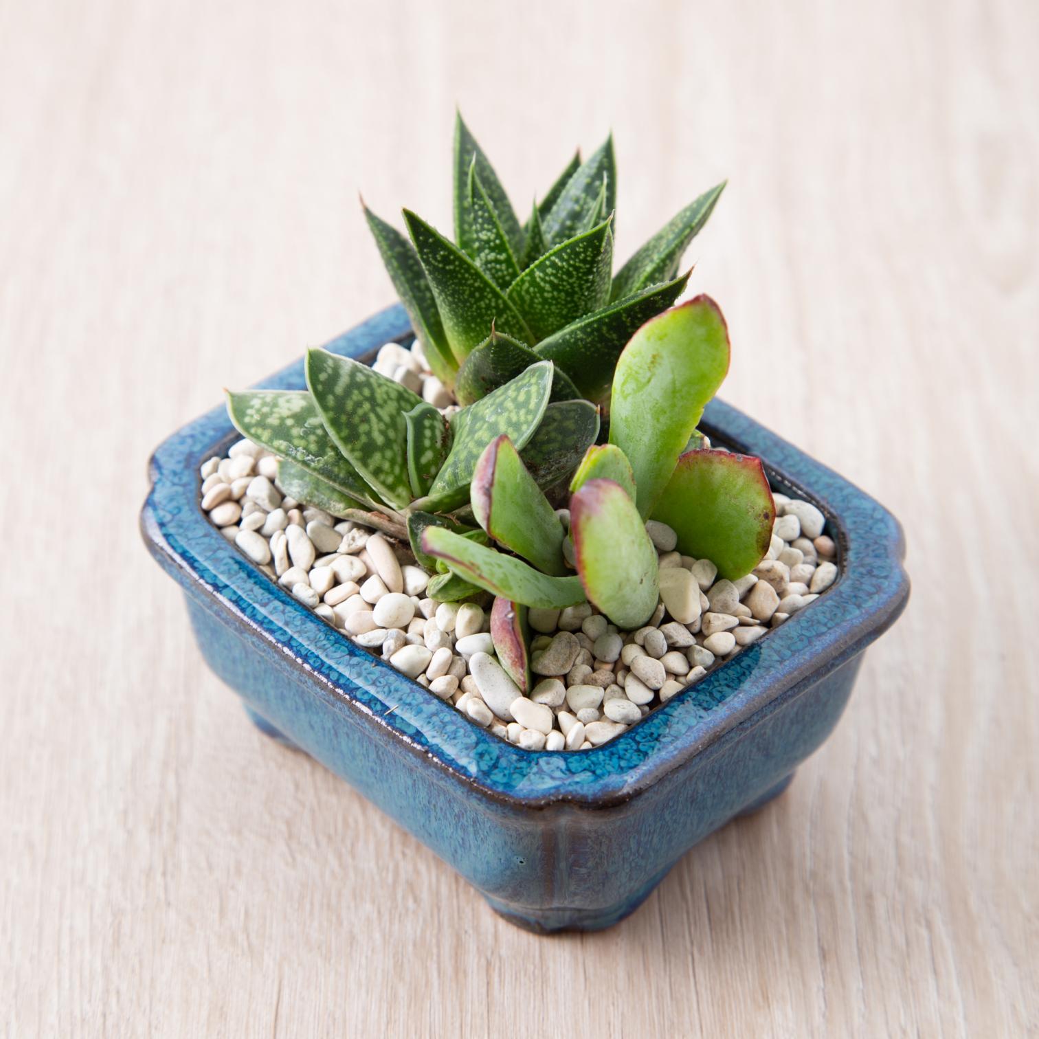 How to Water Succulent Plants Succulents and Sunshine