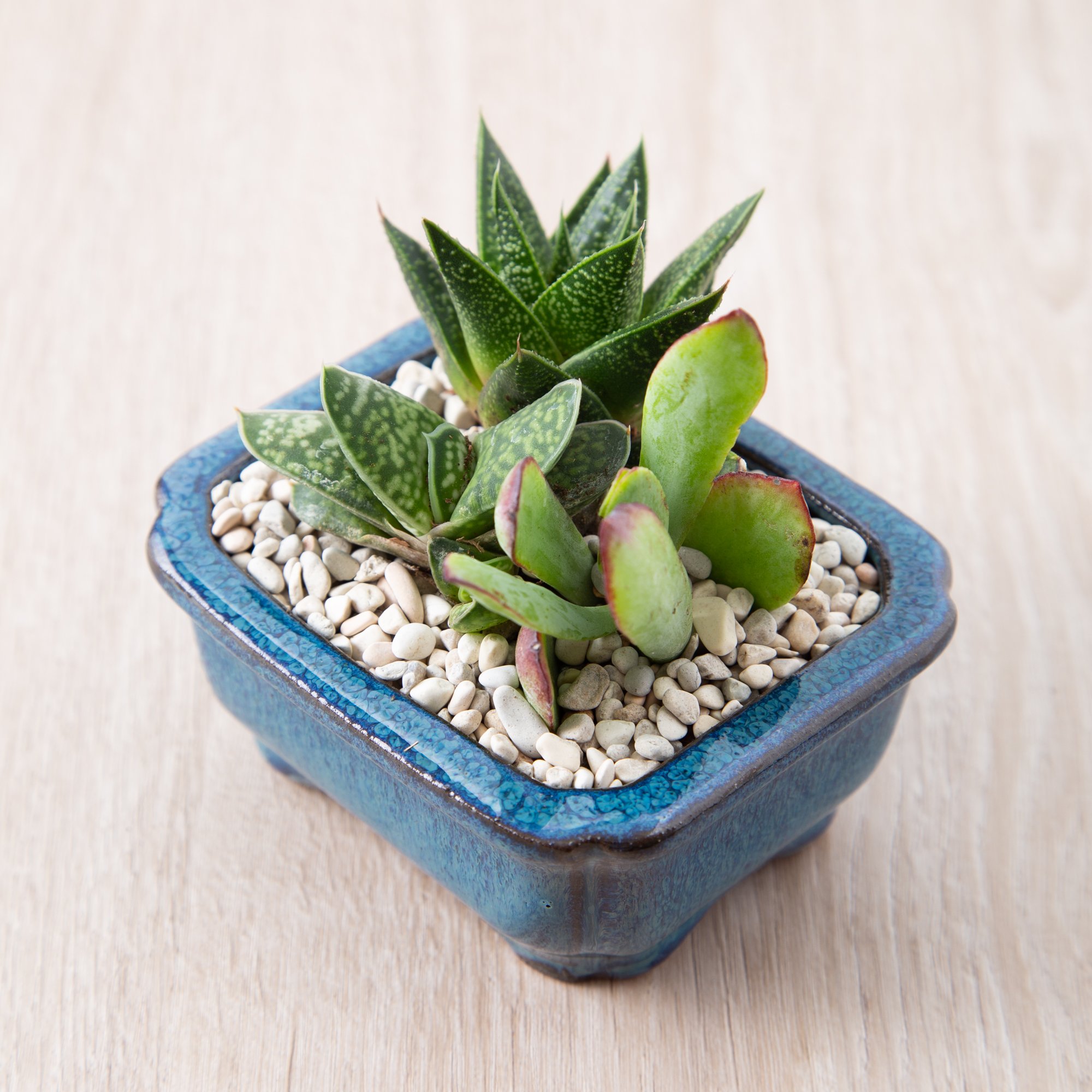Succulent Lovers Club (Special Offer) how to properly water indoor succulents so they thrive crassula gasteraloe gasteria