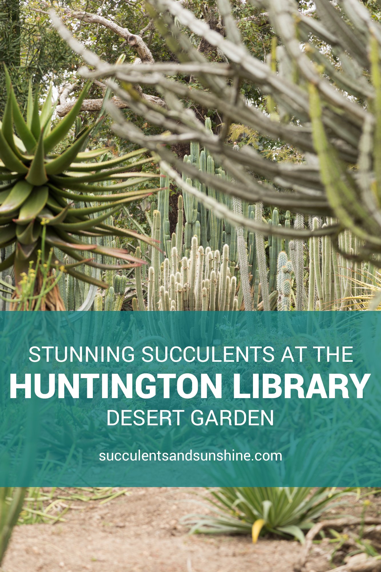 Succulents and Cacti at the Huntington Library Gardens Succulents and