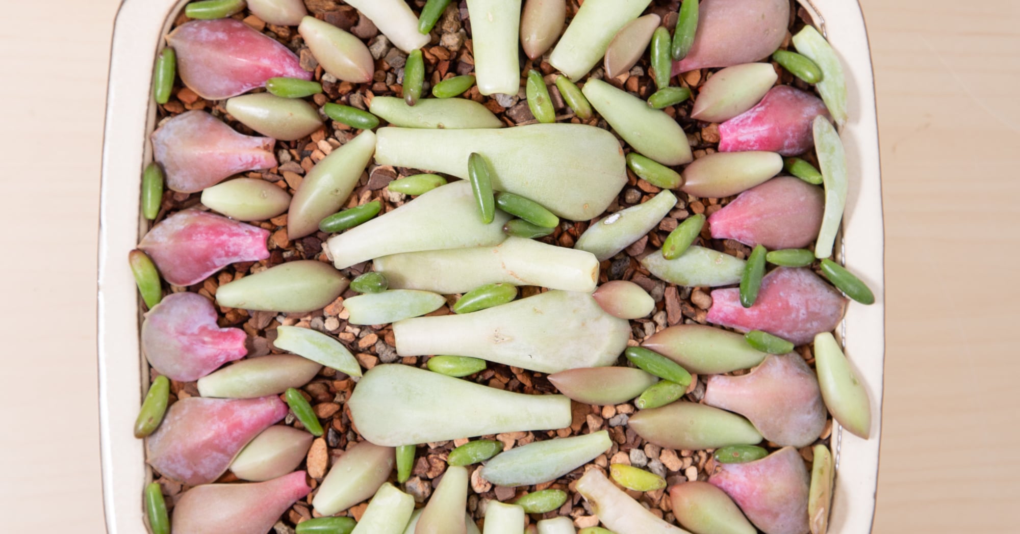 Succulent Leaf Propagation  Week by Week | Succulents and Sunshine