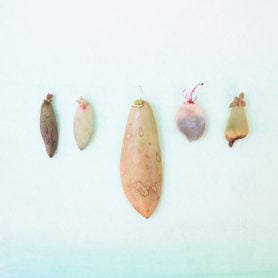 leaves propagating