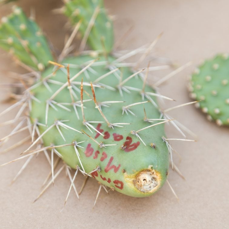 A healthy Opuntia pad being propagated in soil, showing new root growth.