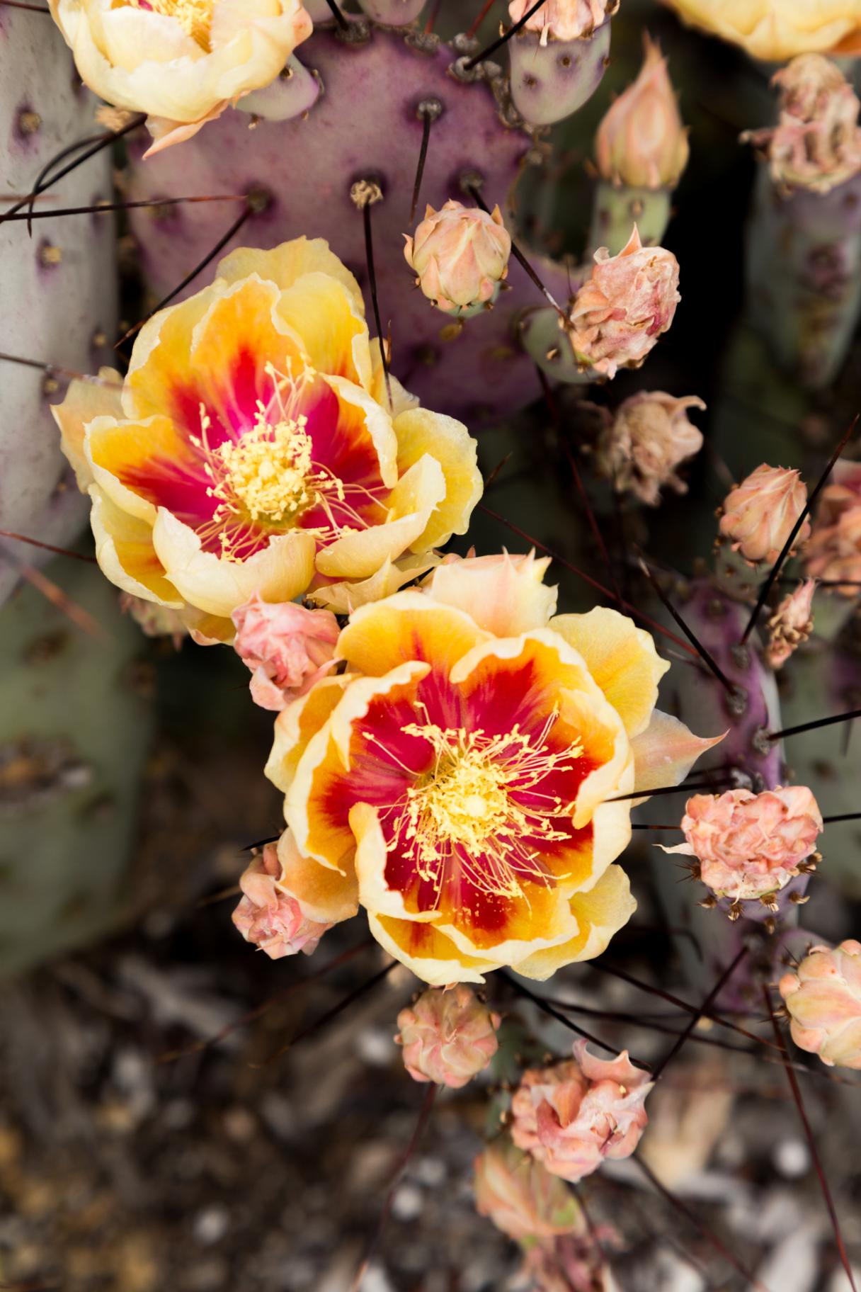 Amazing Coldhardy Opuntia Cactus Flowers Succulents and Sunshine