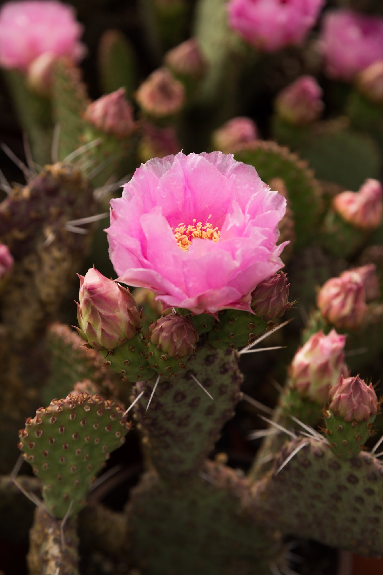 Amazing Coldhardy Opuntia Cactus Flowers Succulents and Sunshine