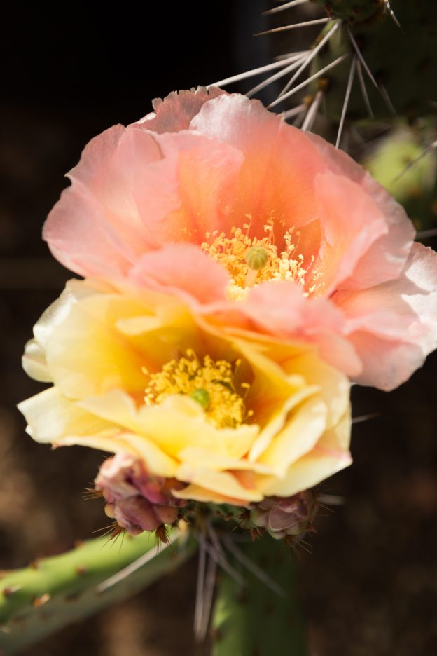 Can succulents survive outside in the winter? | Succulents and Sunshine