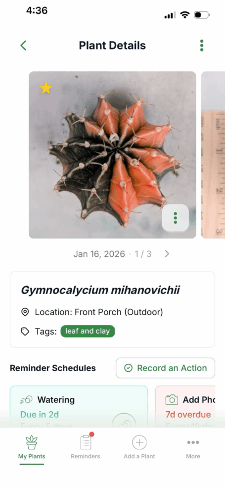 Help! My succulent is dying! plant details