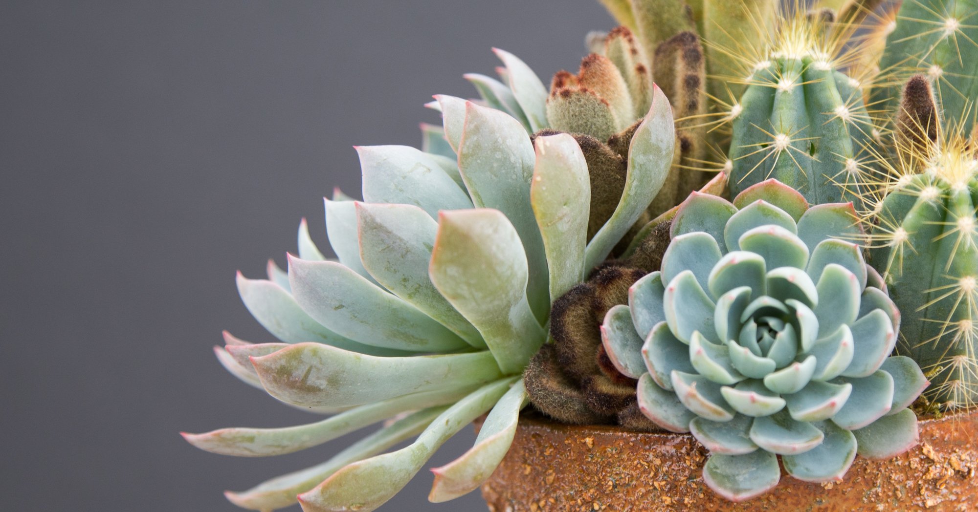 How to Plant a Cactus Without Getting Poked Succulents and Sunshine