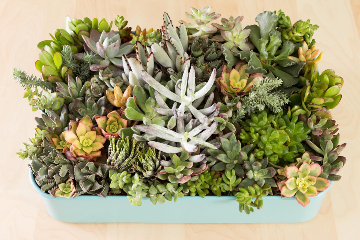 How to Plant a Succulent Garden in an Ikea Cart Succulents and Sunshine