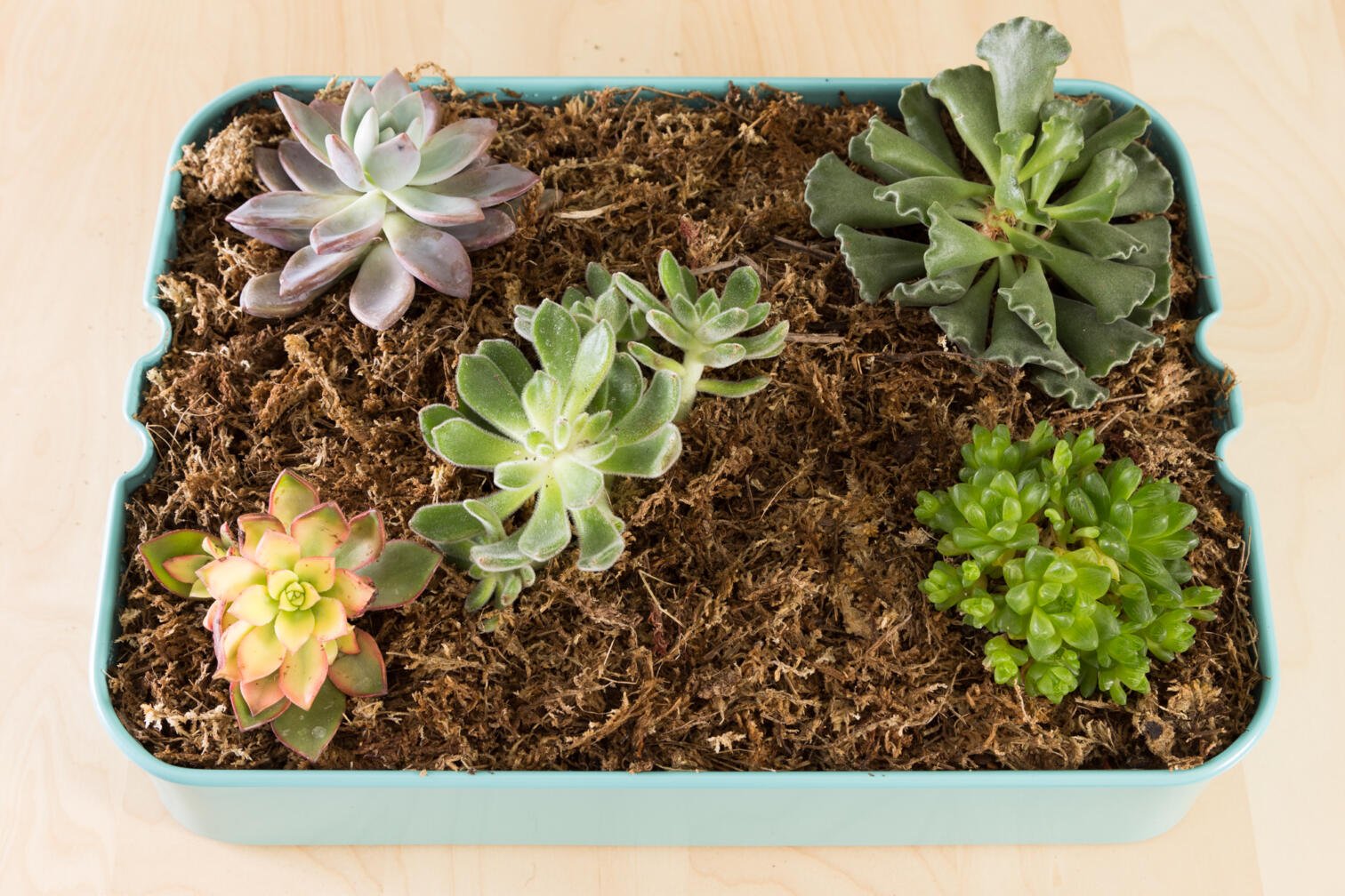 How to Plant a Succulent Garden in an Ikea Cart Succulents and Sunshine
