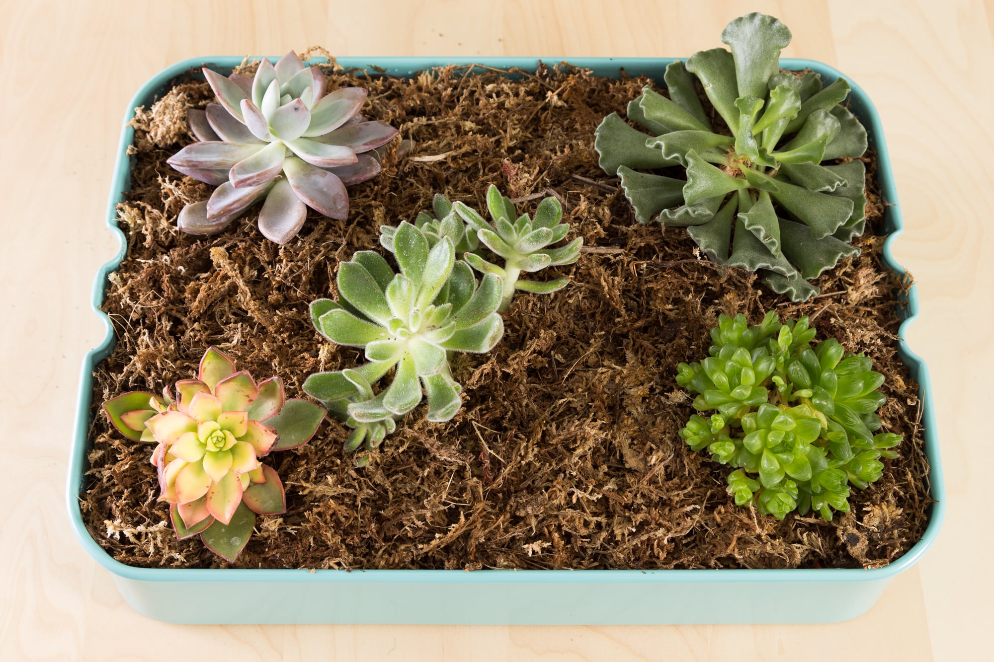This IKEA Succulent Planting Hack Is Fun And Colorful | Succulents and  Sunshine