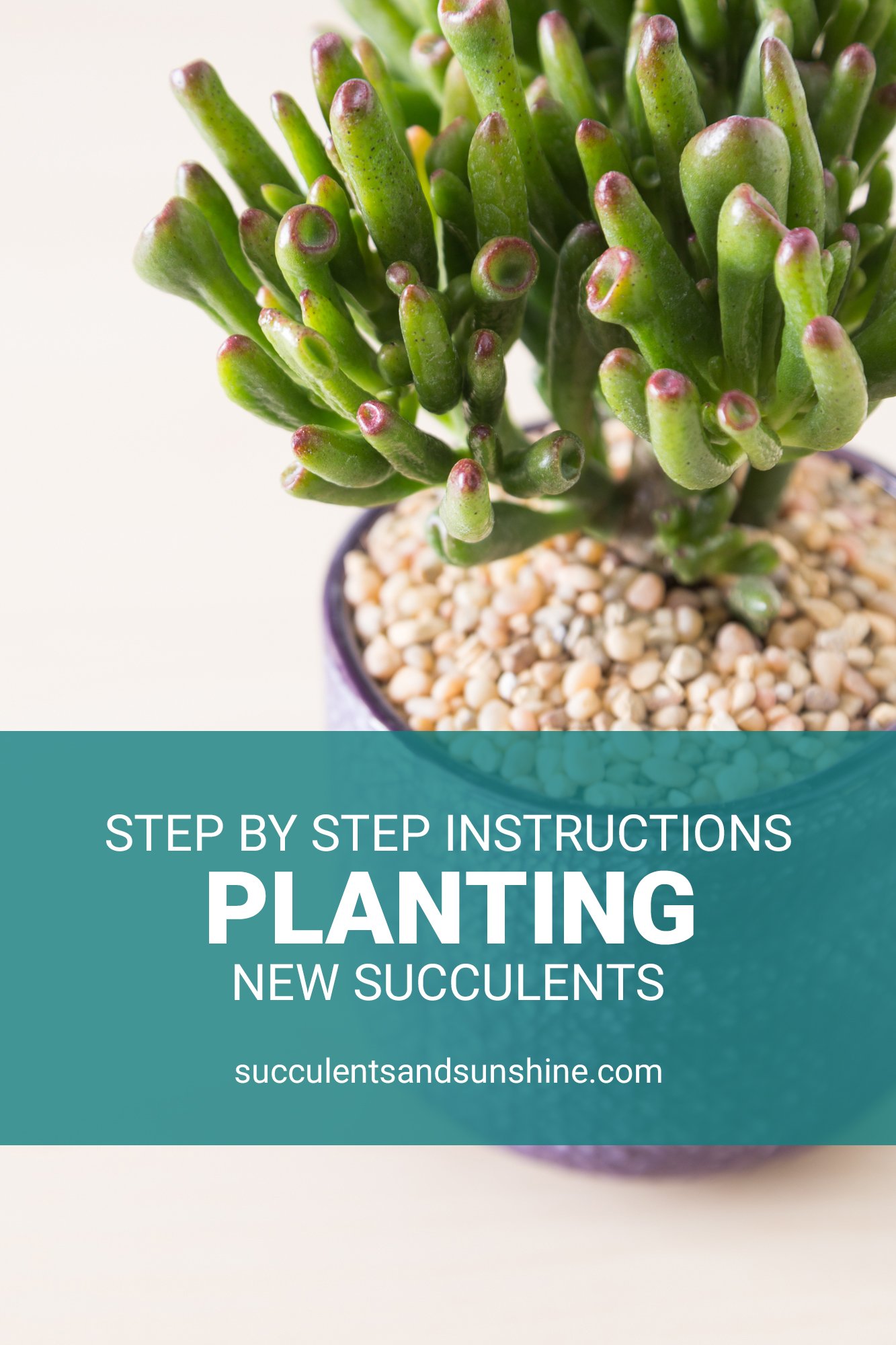 How to Plant Succulents Succulents and Sunshine