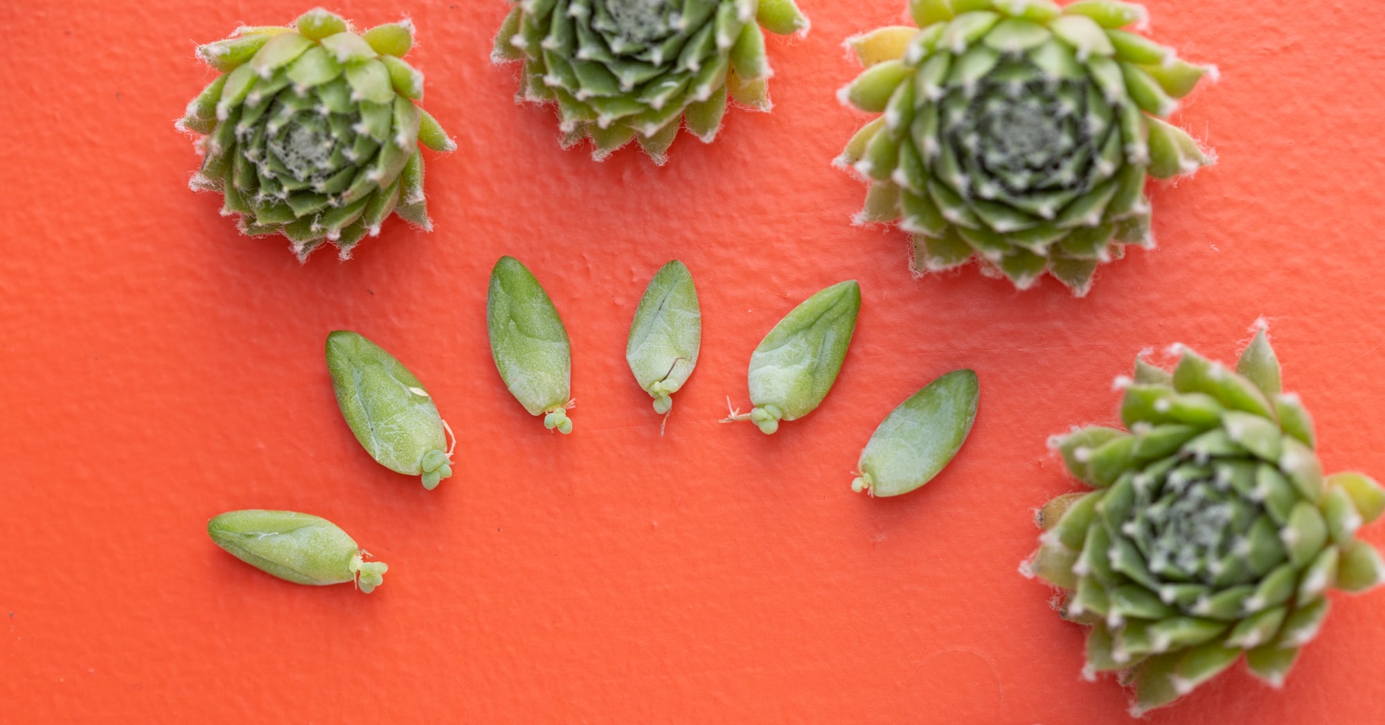 7 Easy to Propagate Succulents | Succulents and Sunshine