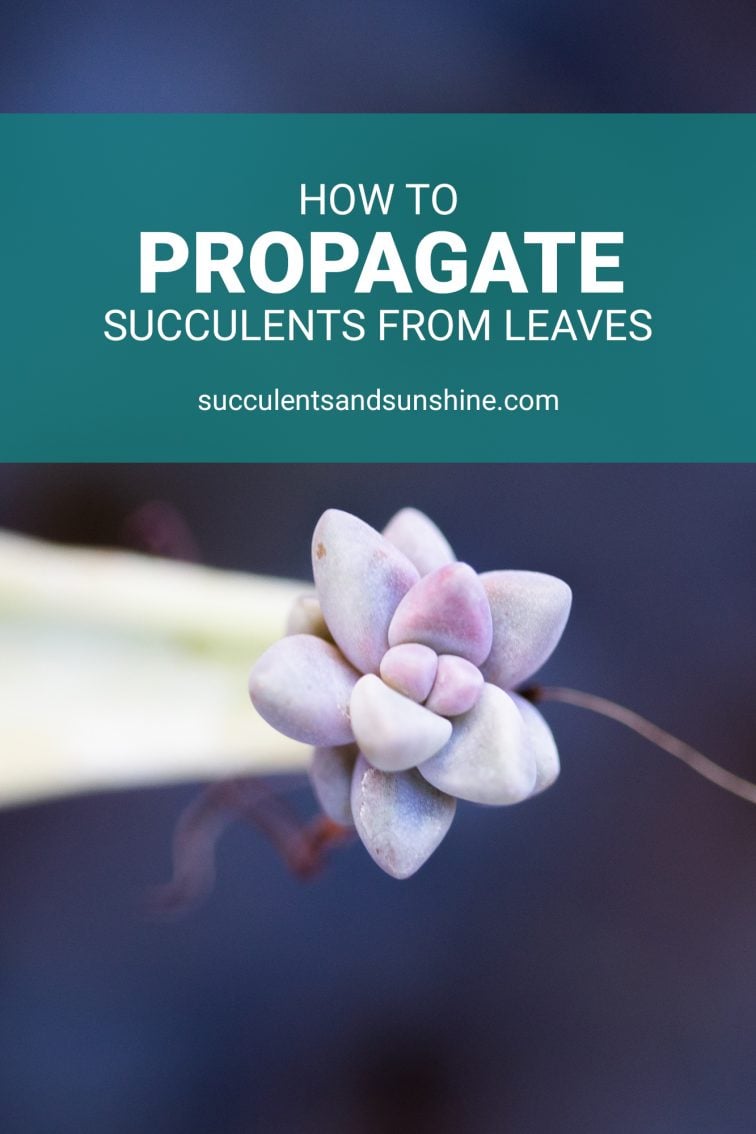 How to Propagate Succulents from Leaves and Cuttings Succulents and
