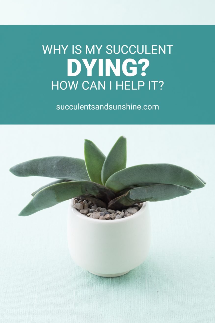 Help! My succulent is dying! Succulents and Sunshine