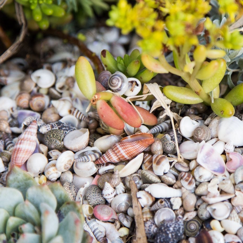 Dive Into A Succulent Wonderland By Creating A Faux Underwater Oasis sea shells with succulents