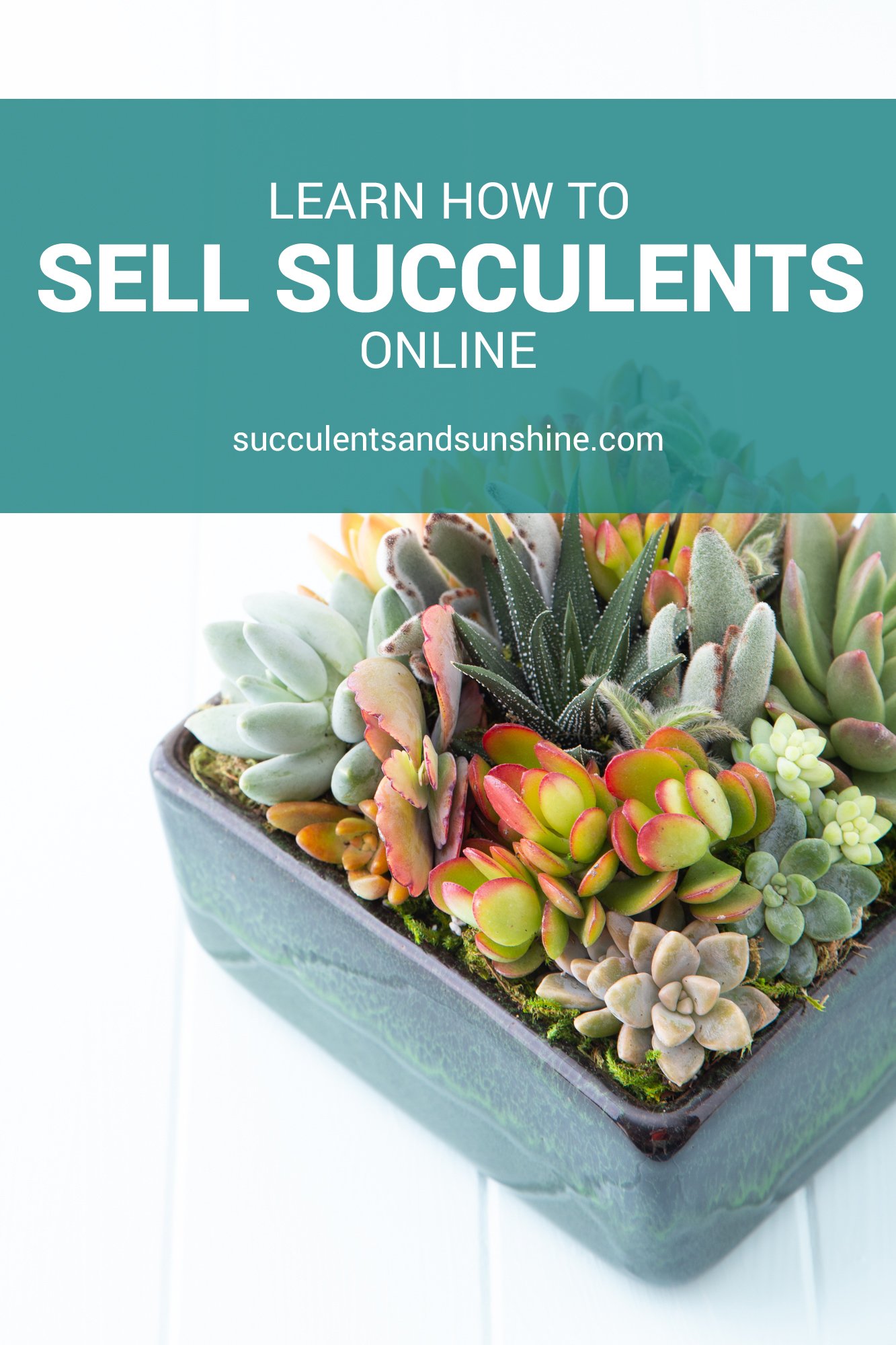 Make Money Selling Succulents on Etsy Succulents and Sunshine