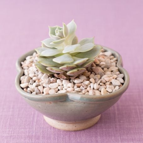 Why your succulent is stretching out and what to do about it echeveria lola leaning for more light stretched out tall