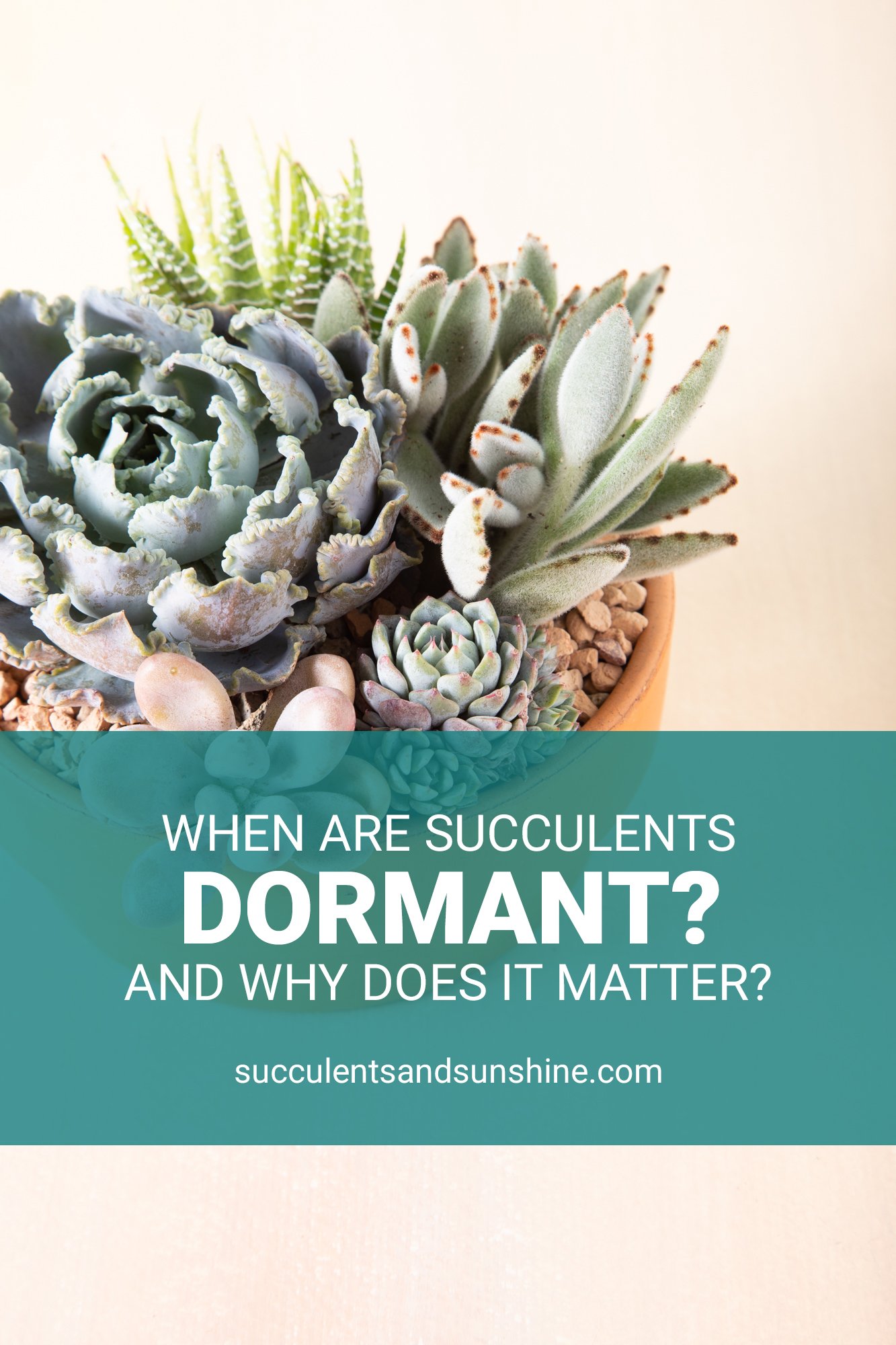 Succulent Dormancy What you really need to know