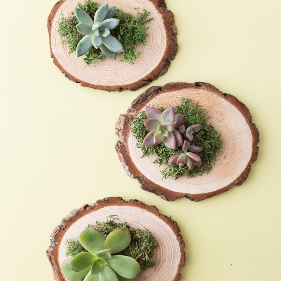 Cheap and Easy-to-Make Succulent Wedding Favors succulent party favor wood