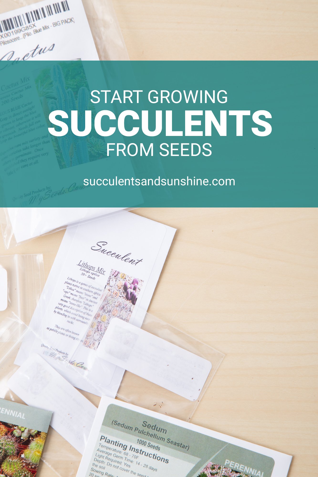 How to Grow a Succulent from Seeds Succulents and Sunshine