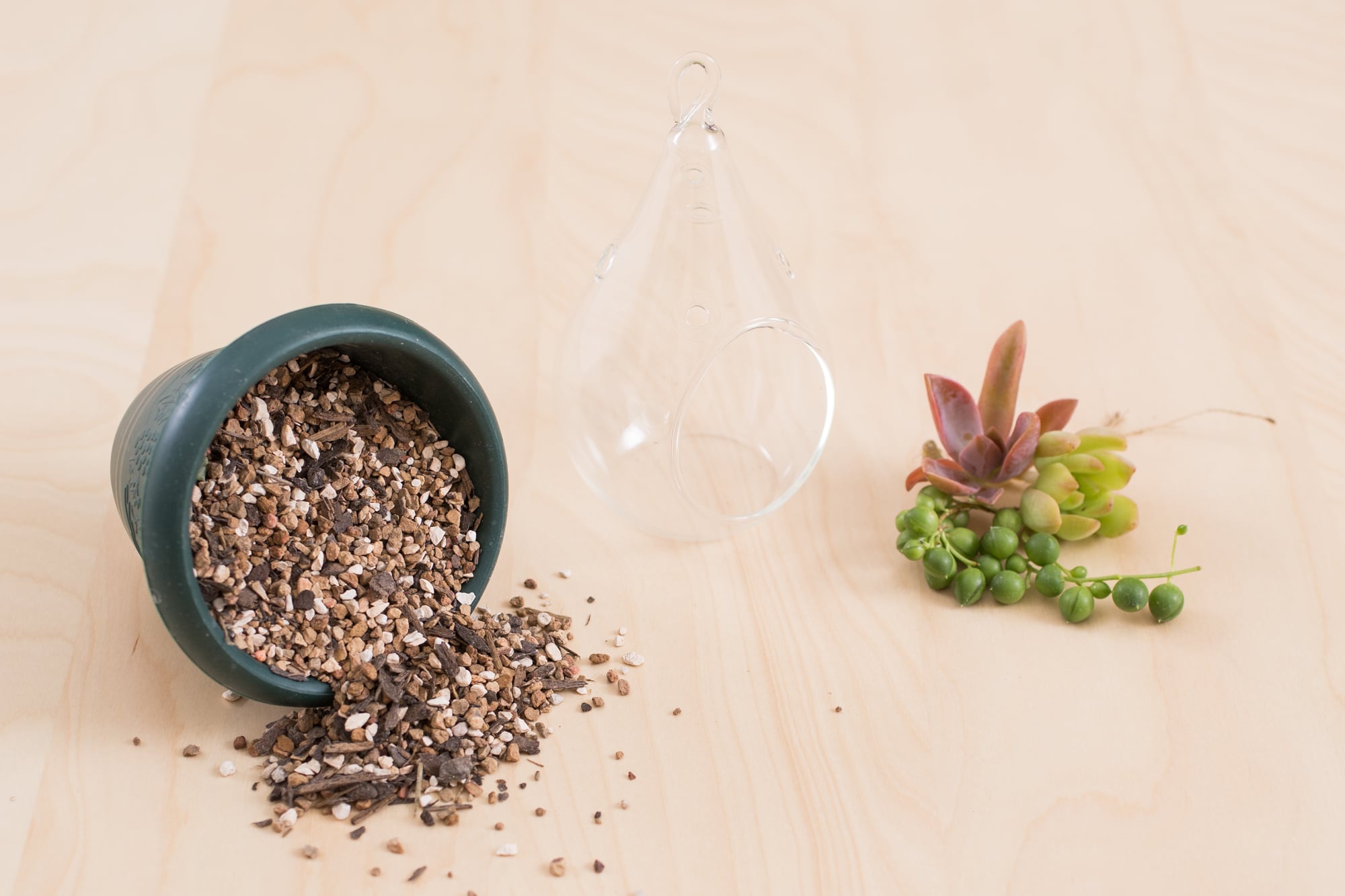 How to Make a Succulent Terrarium Succulents and Sunshine