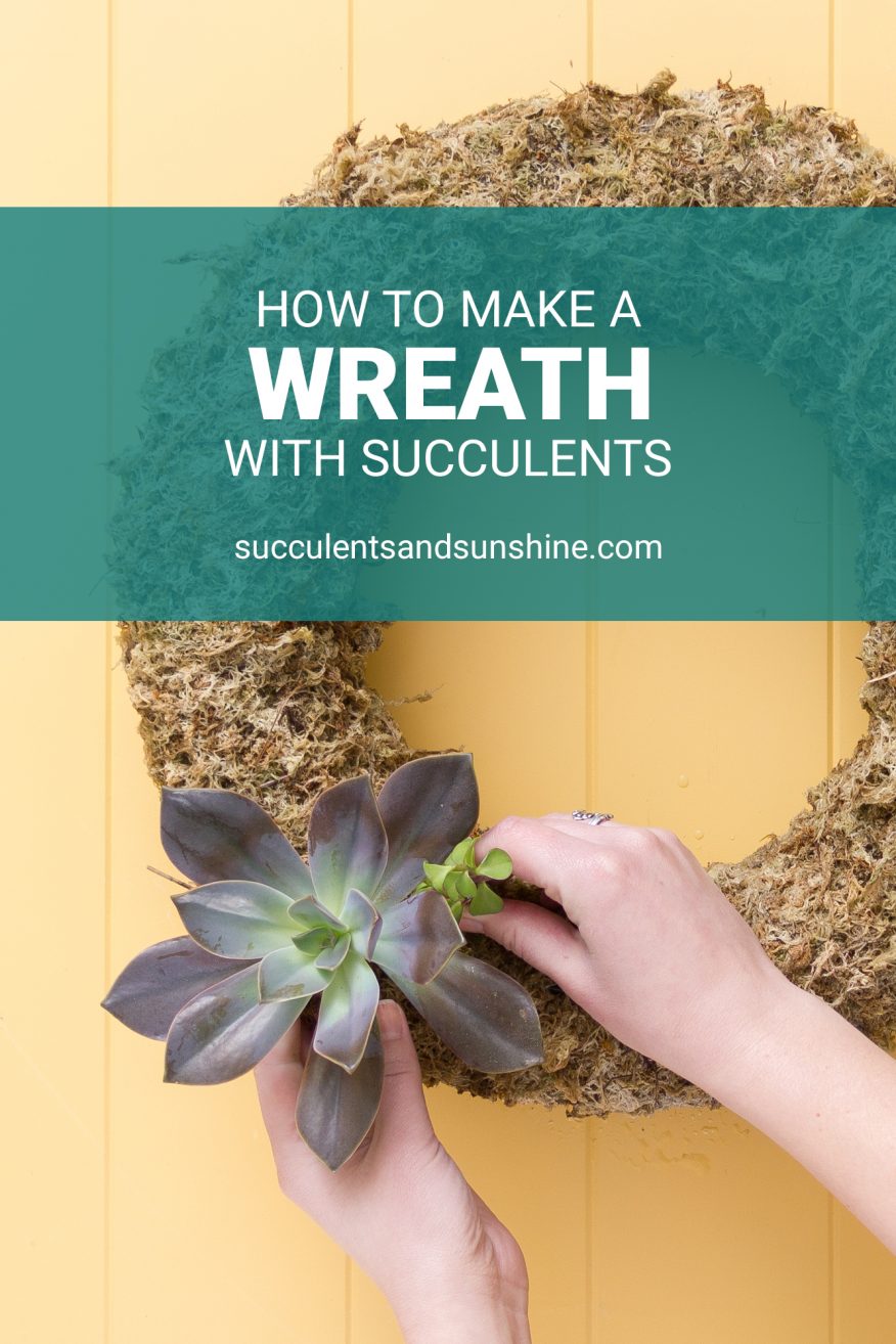 How to Make a Living Succulent Wreath | Succulents and Sunshine