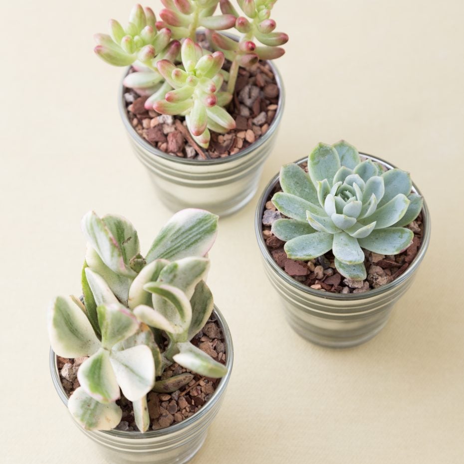 Cheap and Easy-to-Make Succulent Wedding Favors succulents glass votive party favor