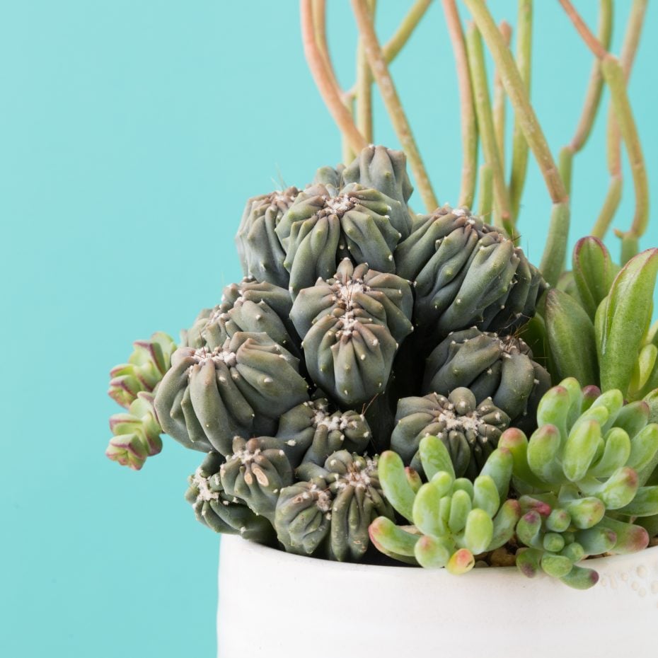 Dive Into A Succulent Wonderland By Creating A Faux Underwater Oasis succulents ming thing under the sea