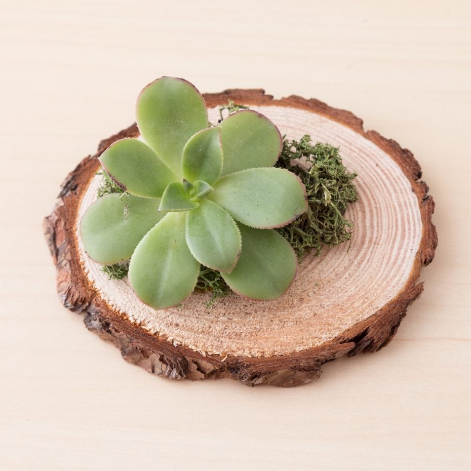 Cheap and Easy-to-Make Succulent Wedding Favors succulents moss wood