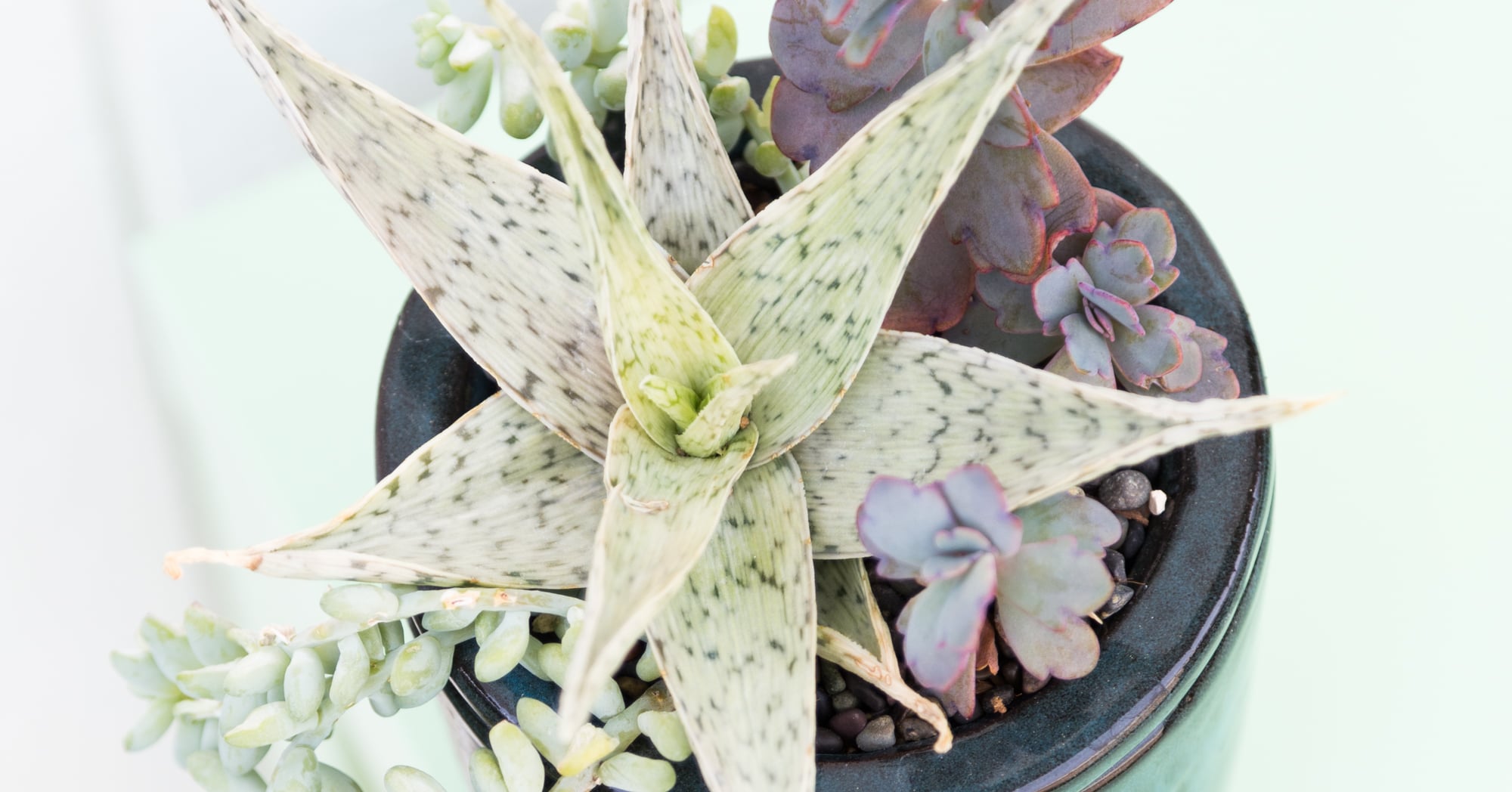 Tips for Taking Indoor Succulents Outside for the Summer | Succulents ...