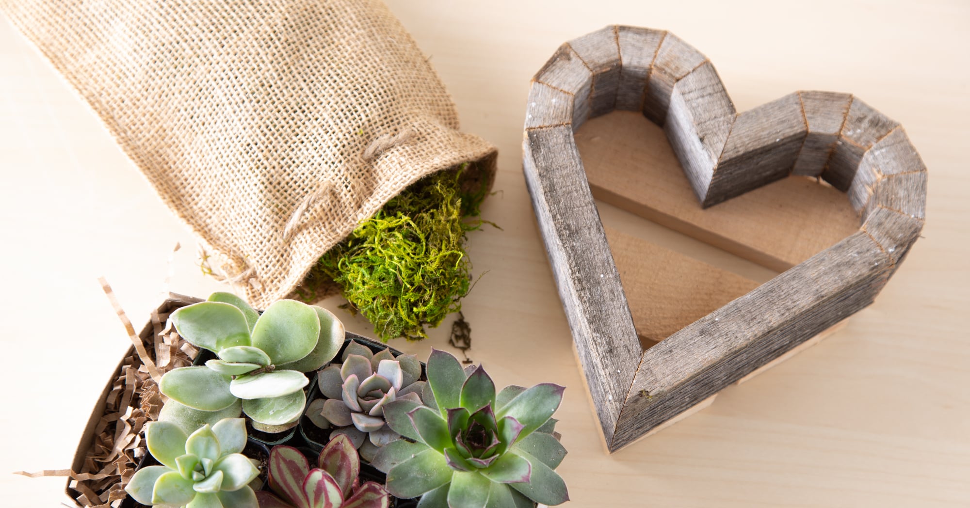 How to make a triangle succulent planter arrangement