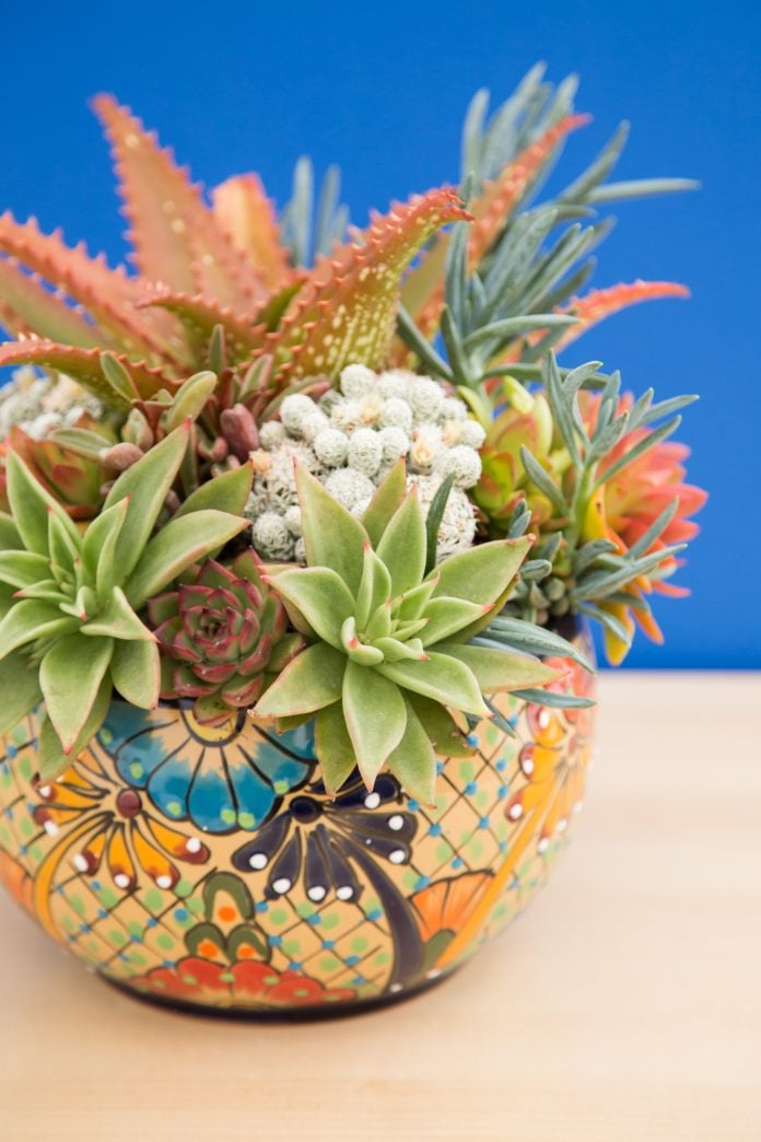 Choosing the Right Pot for your Succulents Succulents and Sunshine