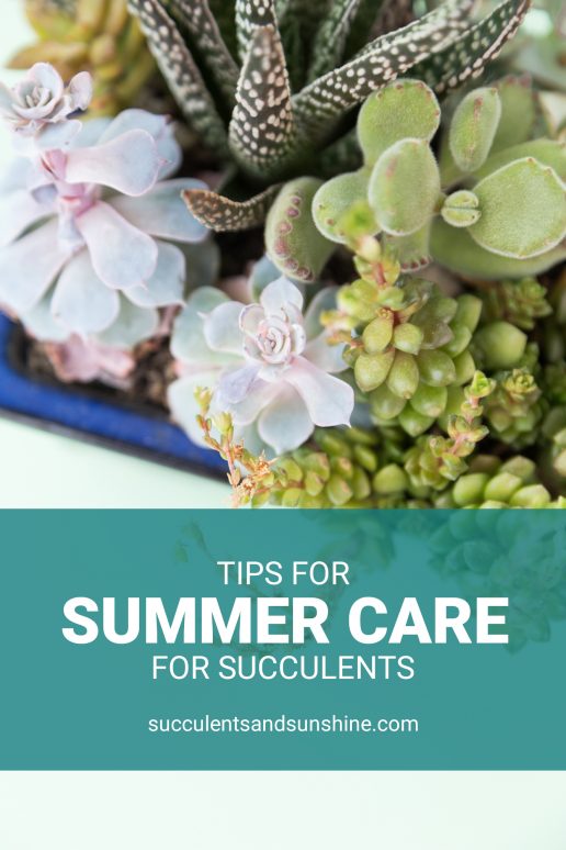 Tips for Taking Indoor Succulents Outside for the Summer | Succulents ...