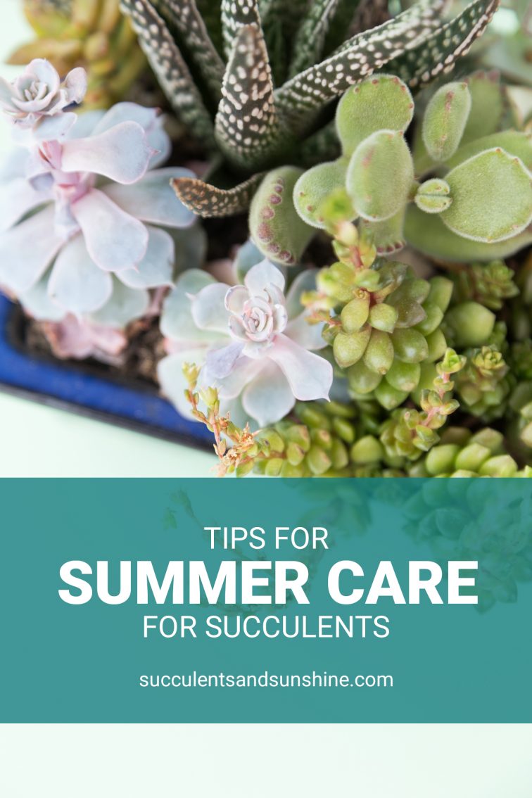 Tips for Taking Indoor Succulents Outside for the Summer | Succulents ...