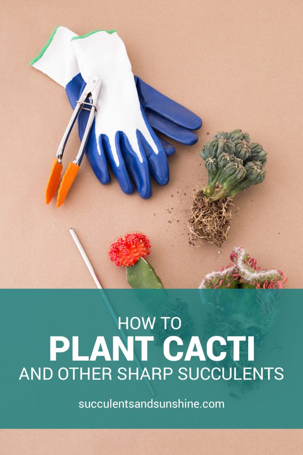 How to Plant a Cactus Without Getting Poked | Succulents and Sunshine