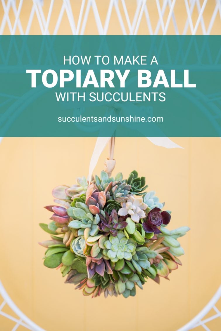How to Make a Succulent Ball Topiary | Succulents and Sunshine