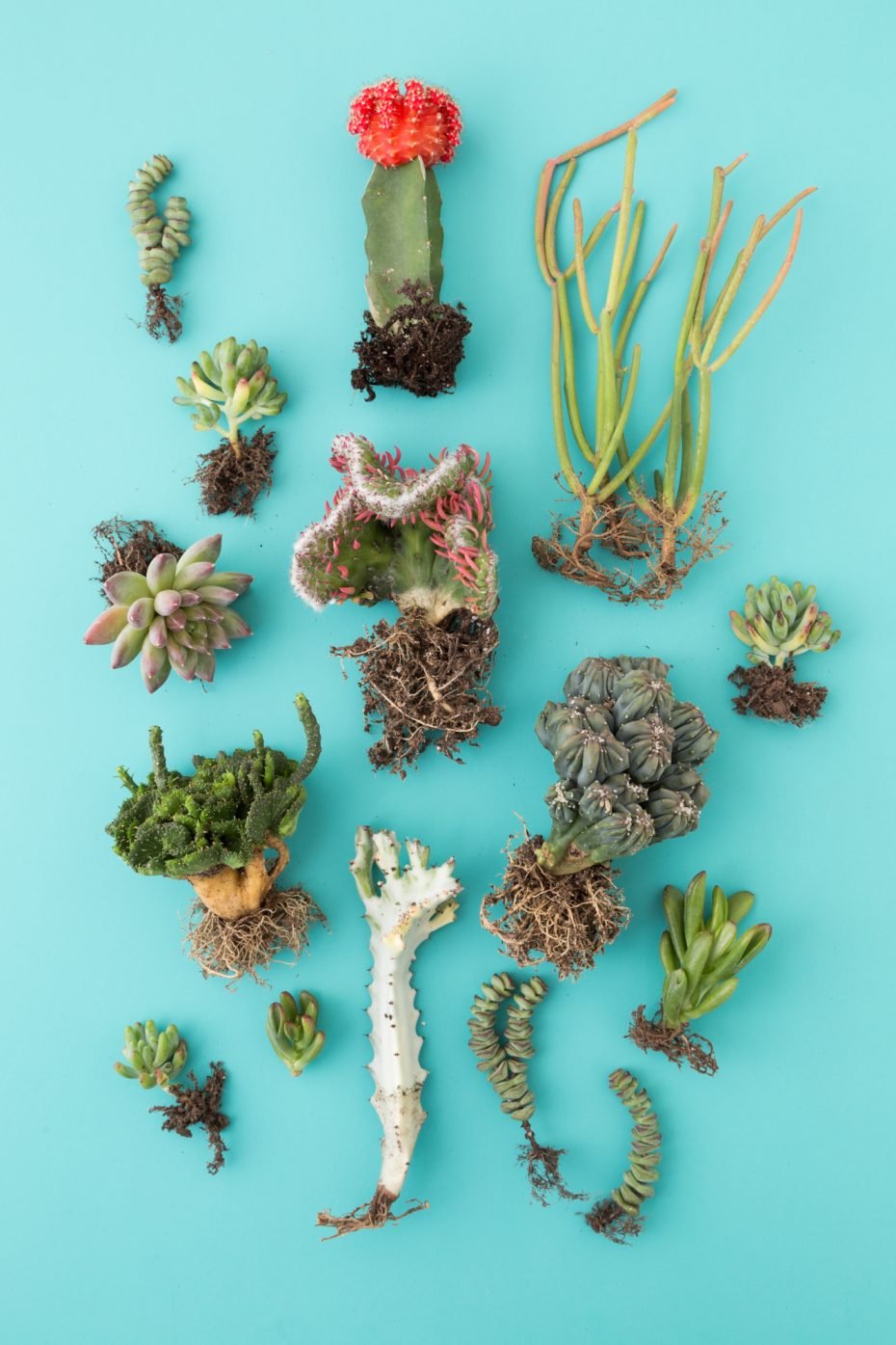 Dive Into A Succulent Wonderland By Creating A Faux Underwater Oasis under sea succulents cactus