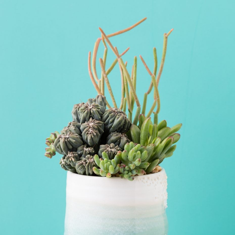 Dive Into A Succulent Wonderland By Creating A Faux Underwater Oasis under the sea arrangement succulents