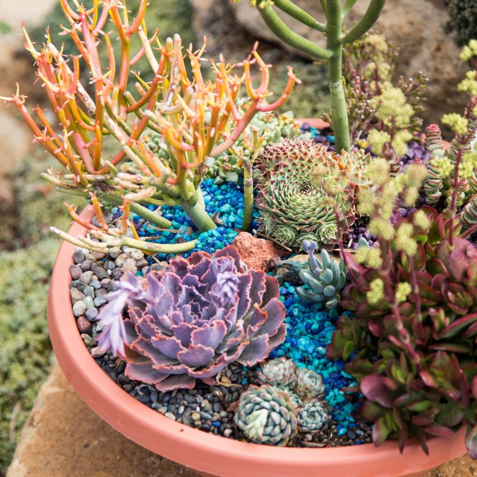 Dive Into A Succulent Wonderland By Creating A Faux Underwater Oasis under the sea succulent arrangement