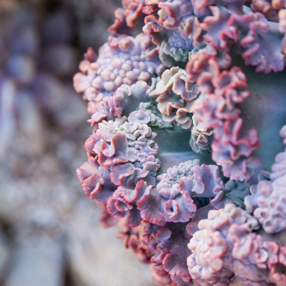 Dive Into A Succulent Wonderland By Creating A Faux Underwater Oasis unusual purple succulent texture