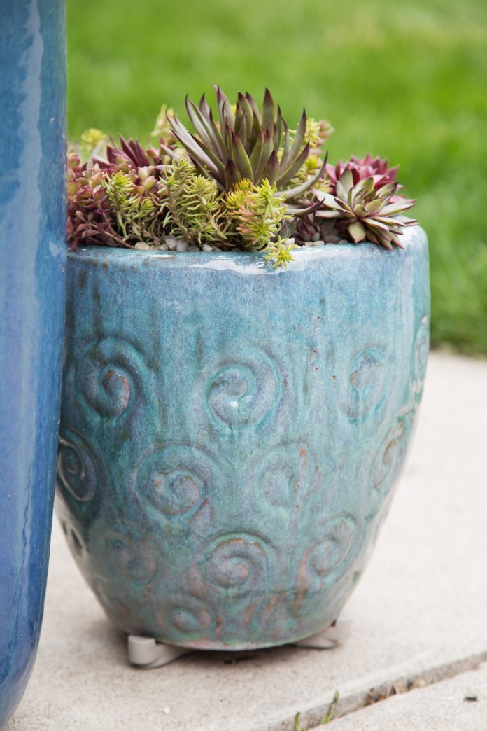Tips for Taking Indoor Succulents Outside for the Summer | Succulents ...