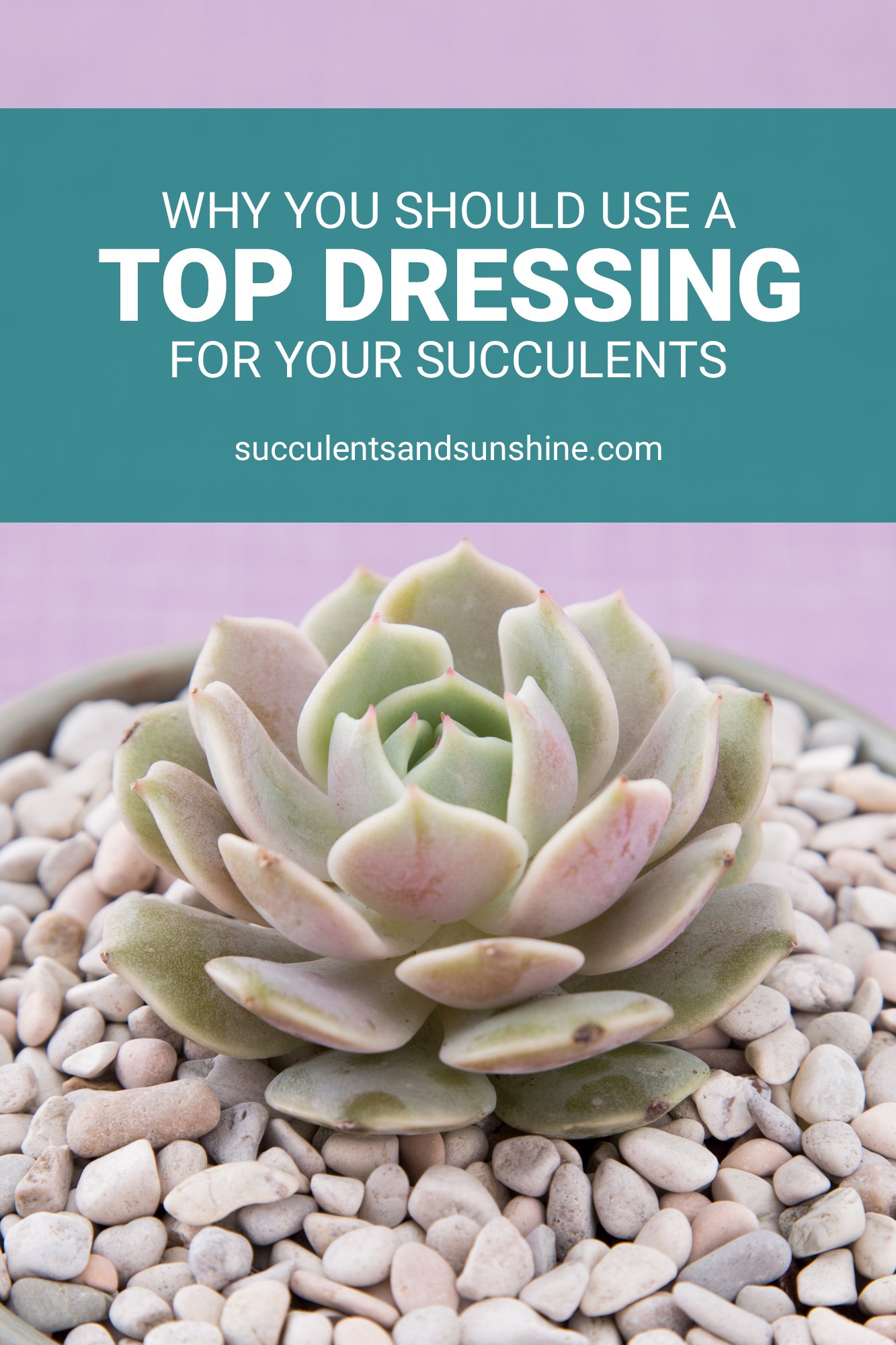 Top Dressing Decorative rocks for your succulents Succulents and