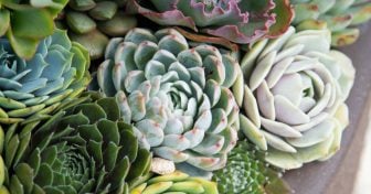 Succulent Lovers Club (Special Offer) blue green white echeveria species