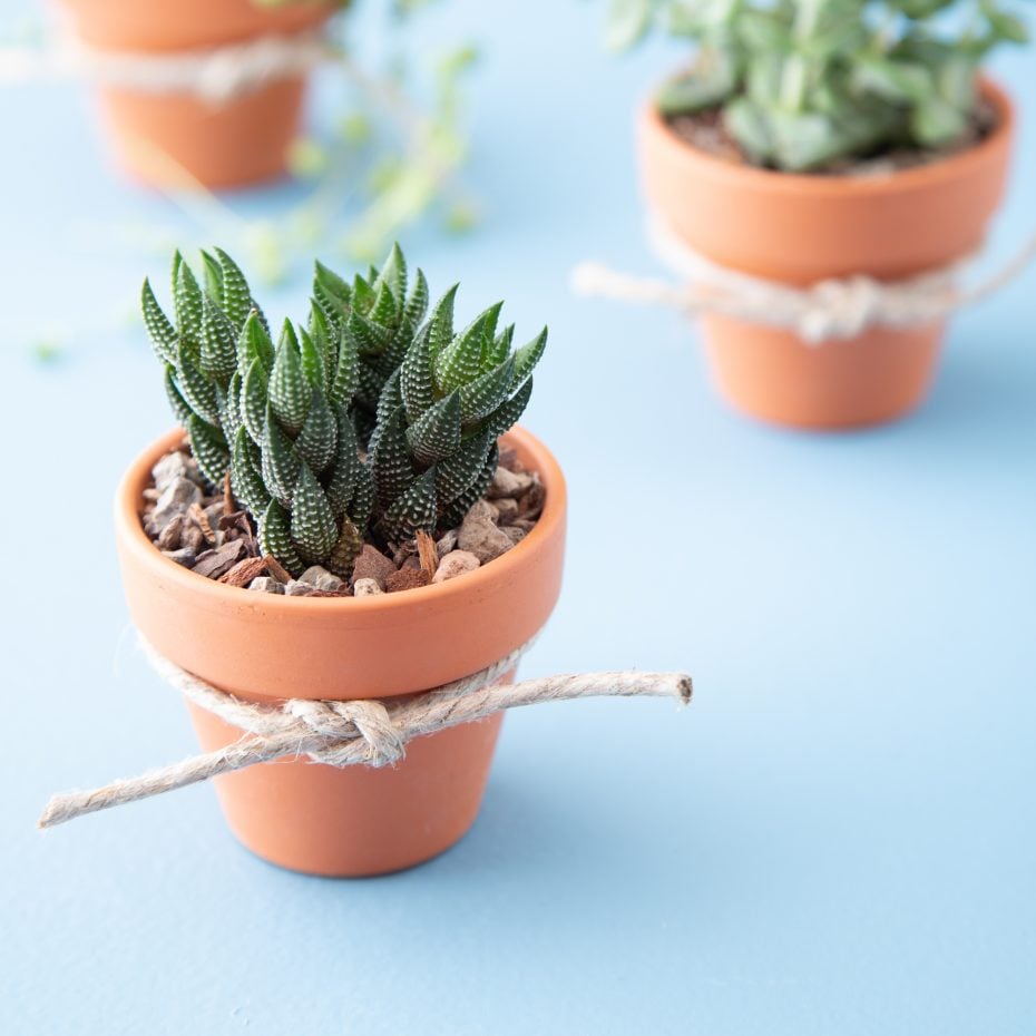 Cheap and Easy-to-Make Succulent Wedding Favors wedding favor terra cotta pots