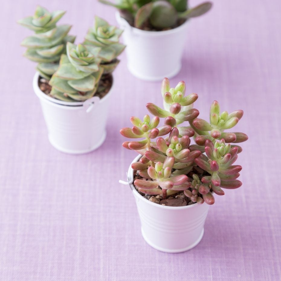 Cheap and Easy-to-Make Succulent Wedding Favors white pail wedding favor succulents
