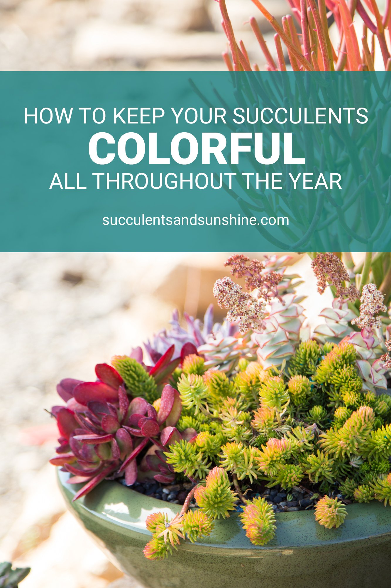Why did my succulent change colors? | Succulents and Sunshine