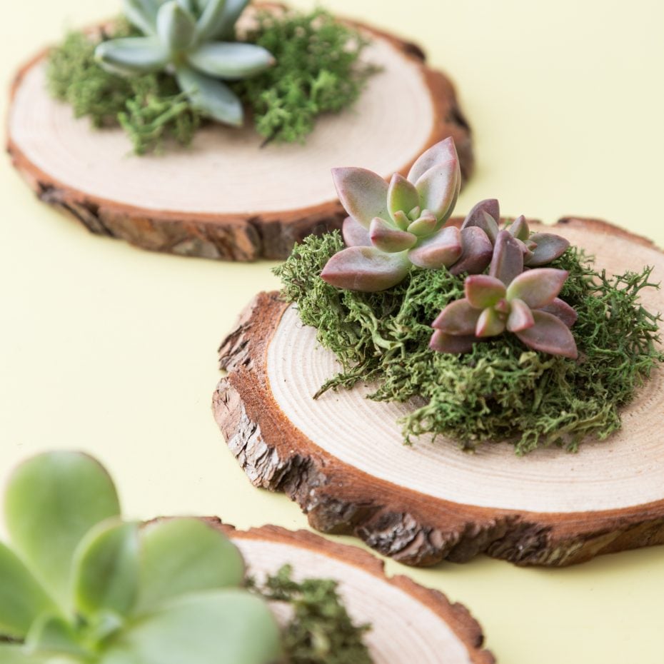 Cheap and Easy-to-Make Succulent Wedding Favors wood succulent party favor
