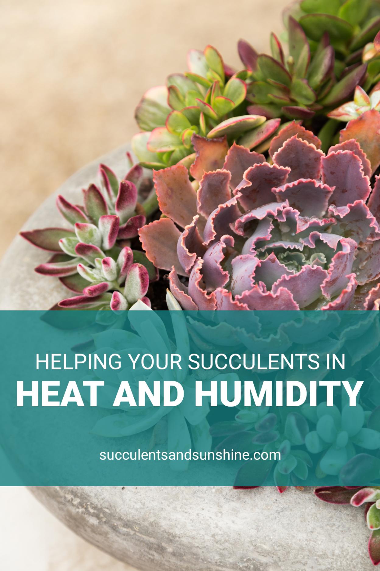 17+ Do Succulents Like Humidity 17+ Do Succulents Like Humidity