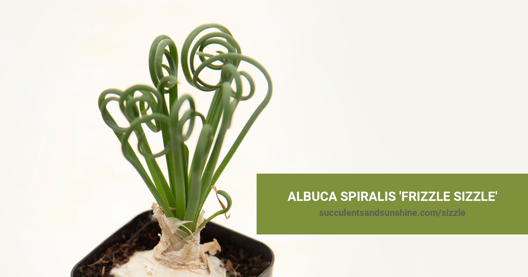 Albuca spiralis 'Frizzle Sizzle' | Succulents and Sunshine
